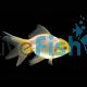 White Oranda