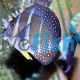 Tang Mustard White Spot - Acanthurus guttatus 