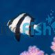 White Tail Humbug Damselfish
