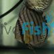 Wild Green Discus 9cm