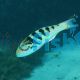 Wrasse Hardwick Medium 