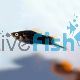 Black Swordtail