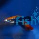 Red Tuxedo Swordtail