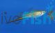 Green Swordtail 5cm
