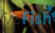 Assorted Male Swordtail 5cm