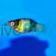 Bumble Bee Platy