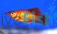 Neon Orange Platy 4cm