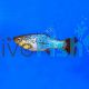 Assorted Variatus Platy