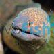 Eel Yellow Margined Moray