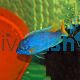 Pseudotropheus Acei -