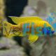 Yellow Benga Peacock 
