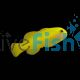 Yellow Clown Goby