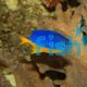 Yellow Belly Damselfish