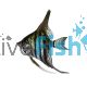 Zebra Lace Angelfish