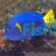 Purple Tang - Zebrasoma xanthurus