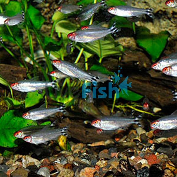 10x Rummynose Tetra 3.5cm