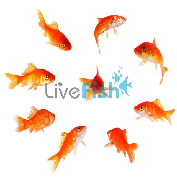 10x Comet Goldfish 5cm
