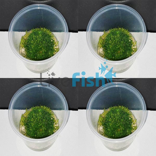 4x Riccia - TC