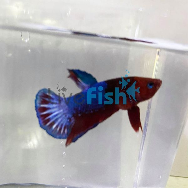 Male Betta Select Hellboy 4cm
