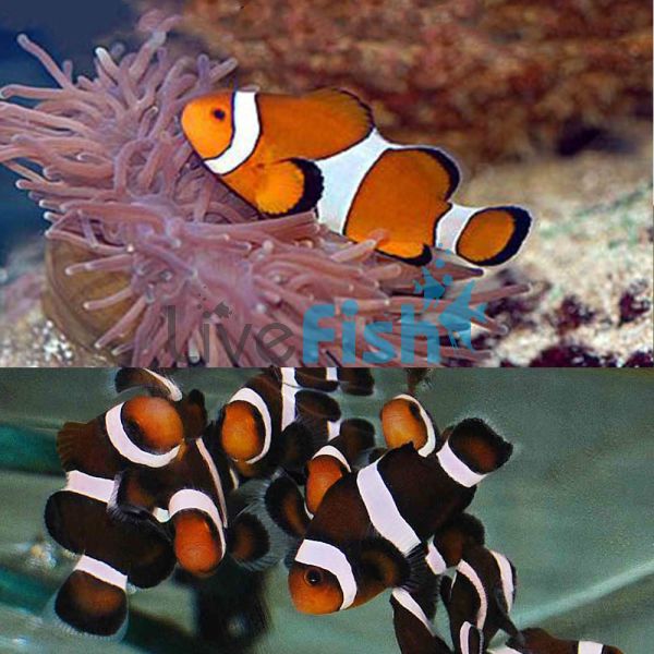 1xBlack&White and 1xOrange&White Clownfish 3.5cm