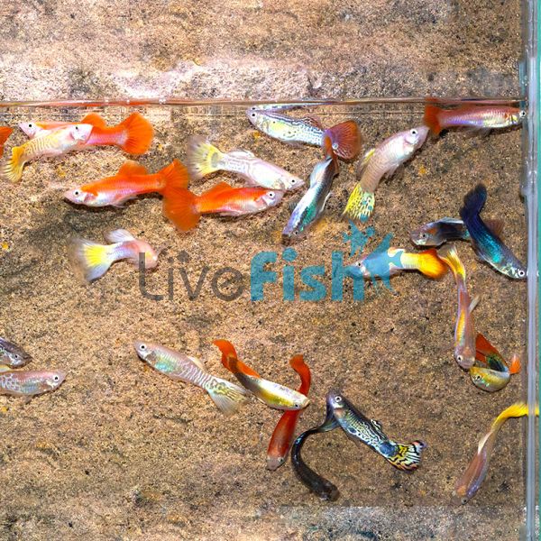 20x Assorted Male Guppy