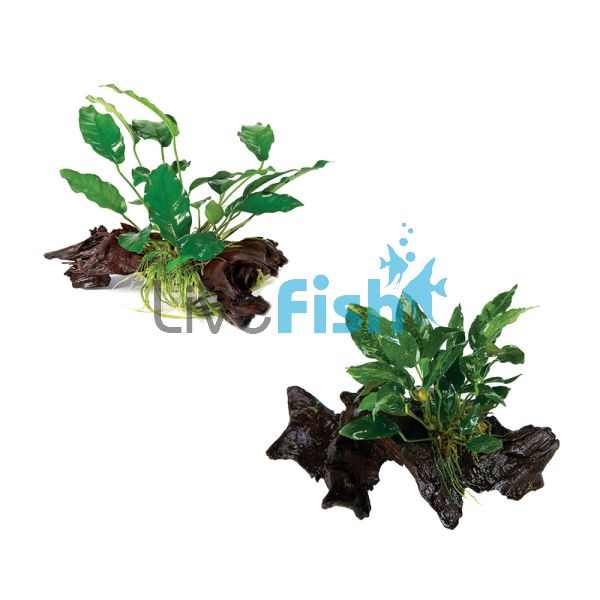 2x Assorted Anubias Mini Driftwood