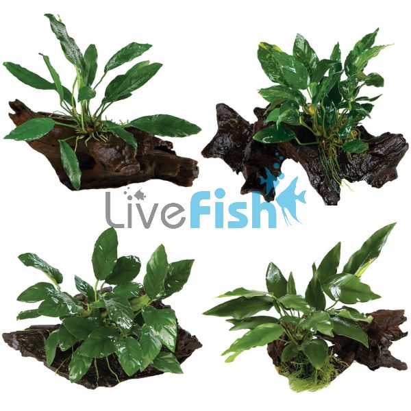 4x Assorted Anubias on Large Driftwood