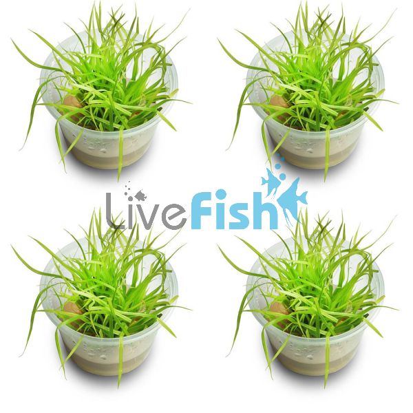4x Cyperus Helferi - TC