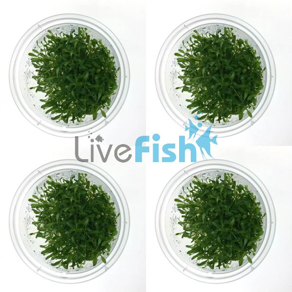 4x Glossostigma Elatinoides