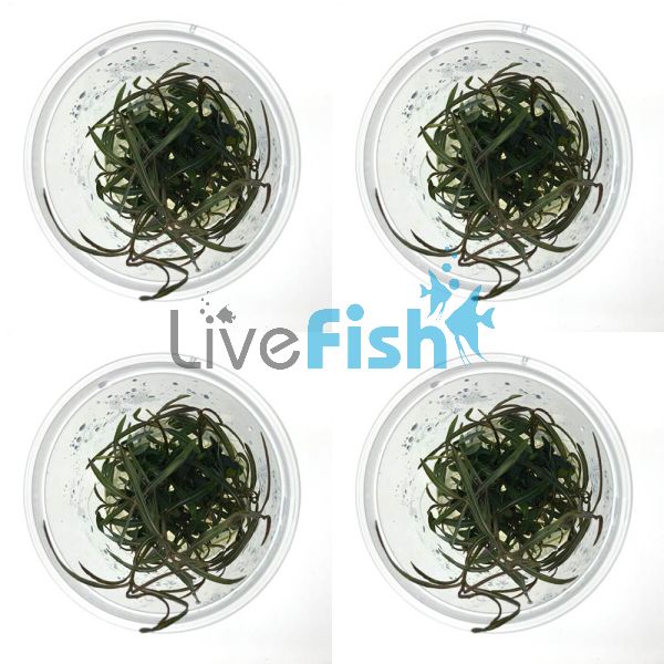 4x Hygrophila Lancea - TC