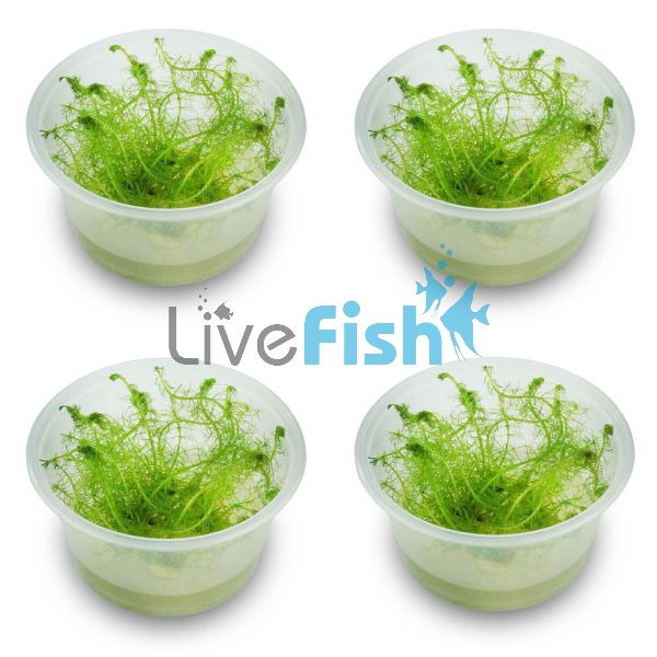 4x 'Milfoil' Myriophyllum Simulans - TC