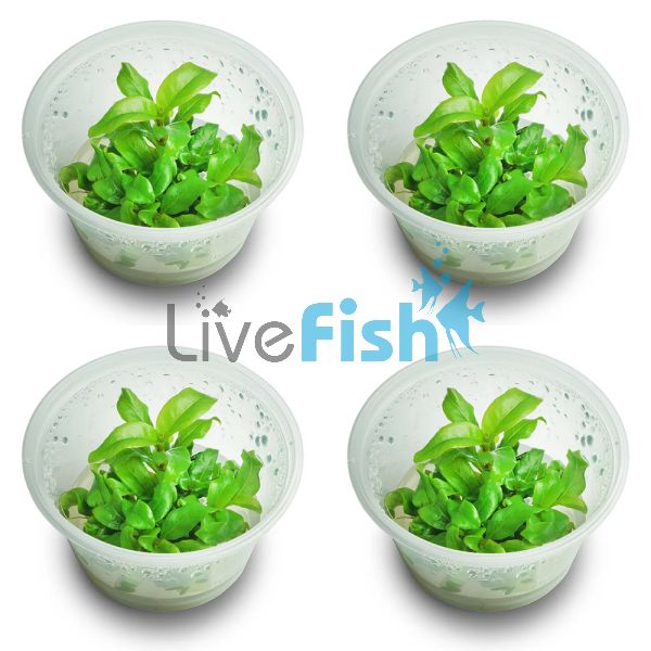 4x Hygrophila Stricta - Blue Stricta - TC 