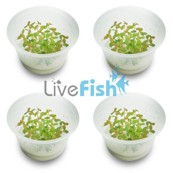 4x Proserpinaca Palustris 'Cuba' - Mer - TC