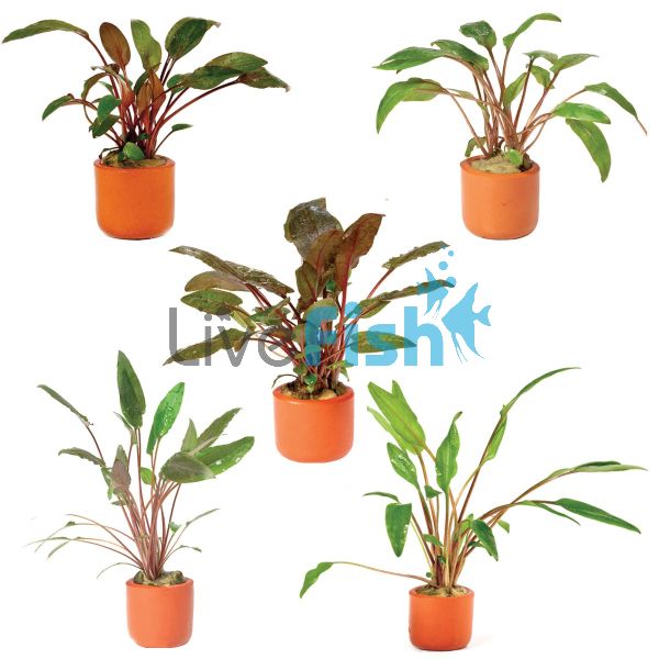 5x Assorted Crypts in Terracotta Pots