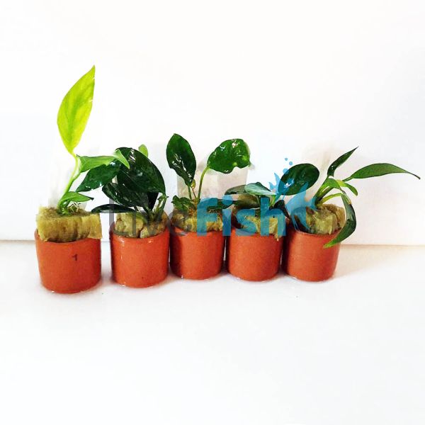 6x Anubias in Terracotta Pots