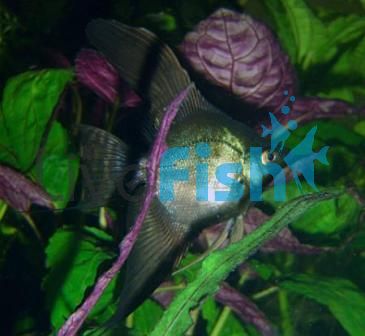 Black Angelfish 3.5cm 