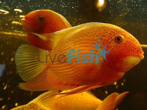 Gold Severum 3.5cm