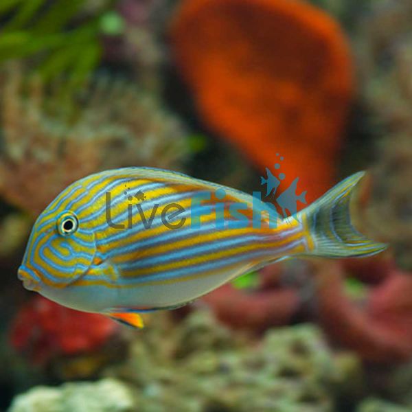 Tang Clown Lined Surgeonfish MED