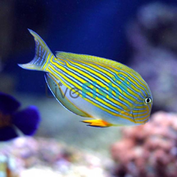 Tang Clown Lined Surgeonfish SML