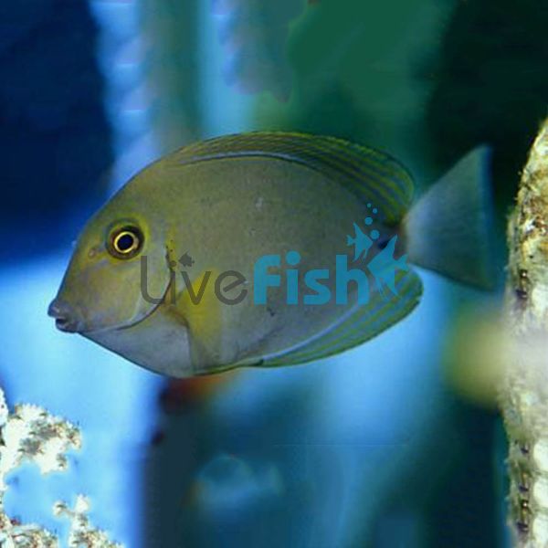 Ring Tail Tang - Small