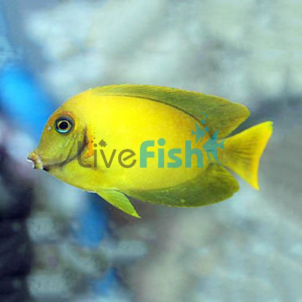 Tang Yellow Mimic SML