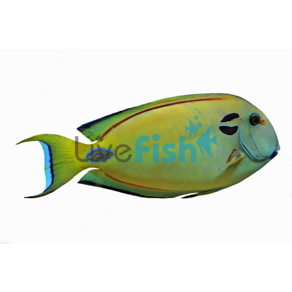 Double Line Tang MED