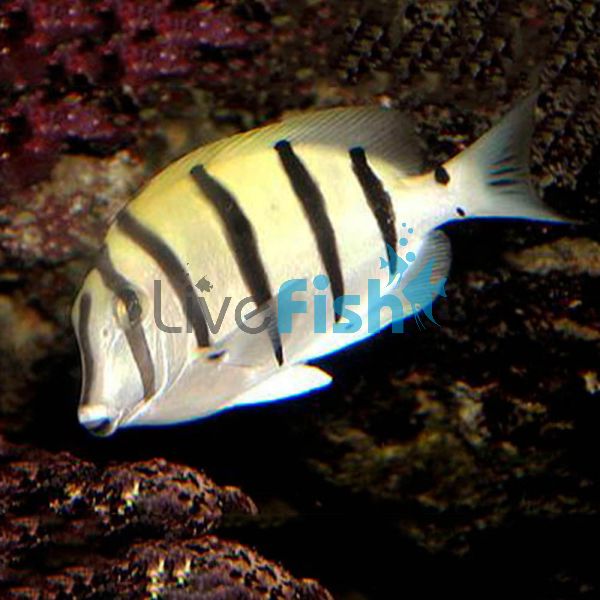 Convict Surgeon Fish MED