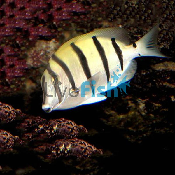 Convict Surgeon Fish SML