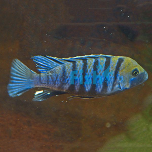 Afra Cobwe 4cm