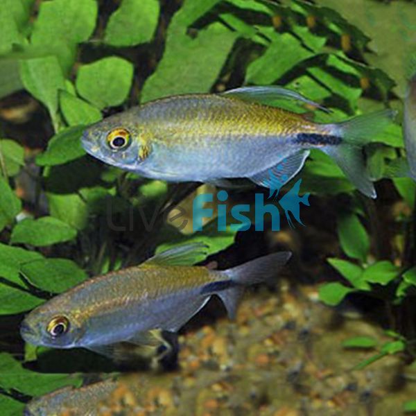 African Longfin Tetra 4cm