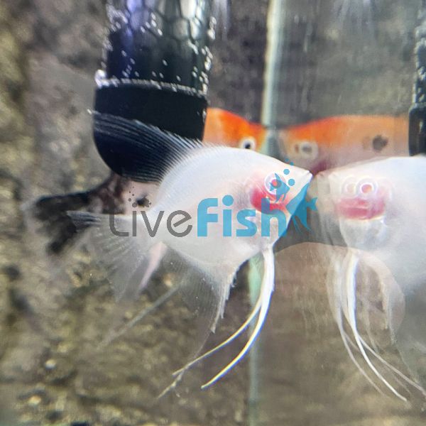 Albino Blushing Angel 6cm