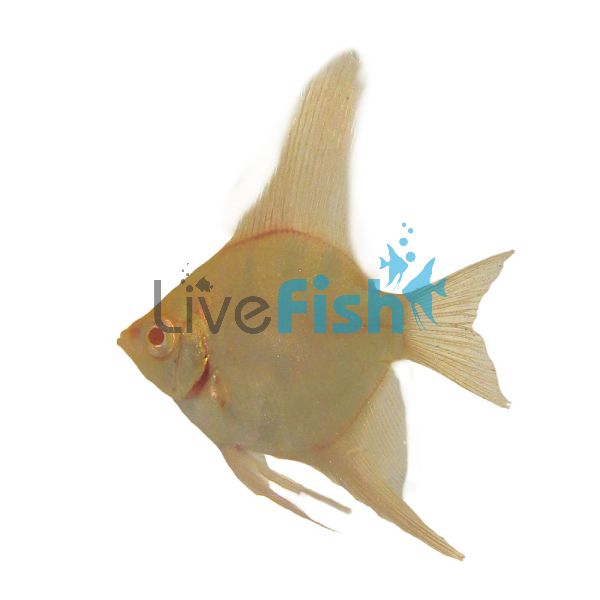 Albino Peruensis Altum Angel 3.5cm
