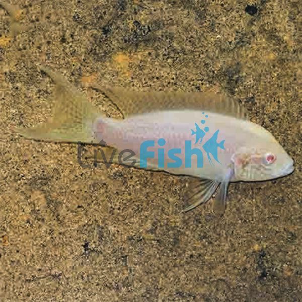 Albino Princess Cichlid 4cm