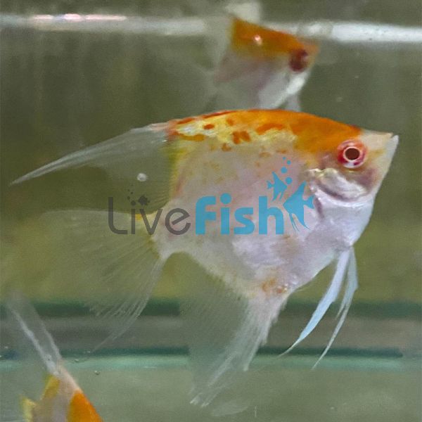 Albino Red Cap Angelfish 4.5cm